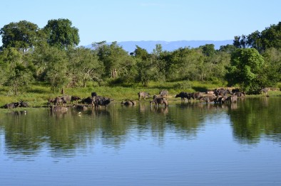 Safari en Udawalawe