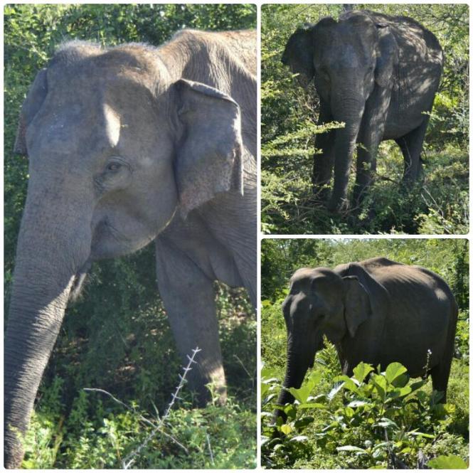 2017-03-sri-lanka-udawalawe-safari-39-elefantes