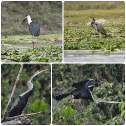Chitwan - Aves