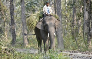 Chitwan - Elefante