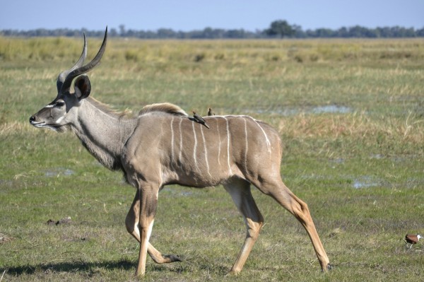 2017-06-namibia-caprivi-buffalo-core-area-kudu-2