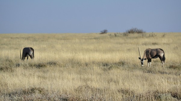 2017-06-namibia-etosha-dia-2-goas-01-oryx