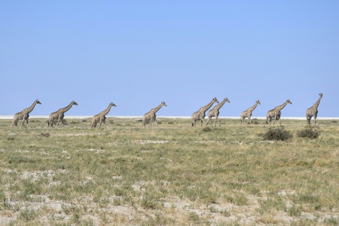 2017-06-namibia-etosha-dia-3-okondeka-1-jirafas.jpeg