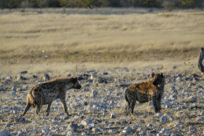 2017-06-namibia-etosha-dia-3-rietfontein-1-hienas