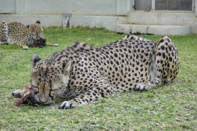 2017-06-namibia-otjitotongwe-cheetah-guest-farm-07-guepardos