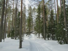 Esquí en Martinselkonen - Día 4 - Teerilampi