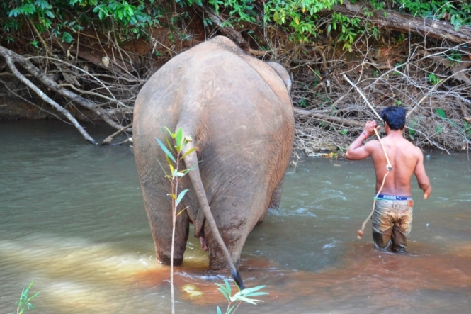 2019-12-camboya-mondulkiri-putang-elefante-3